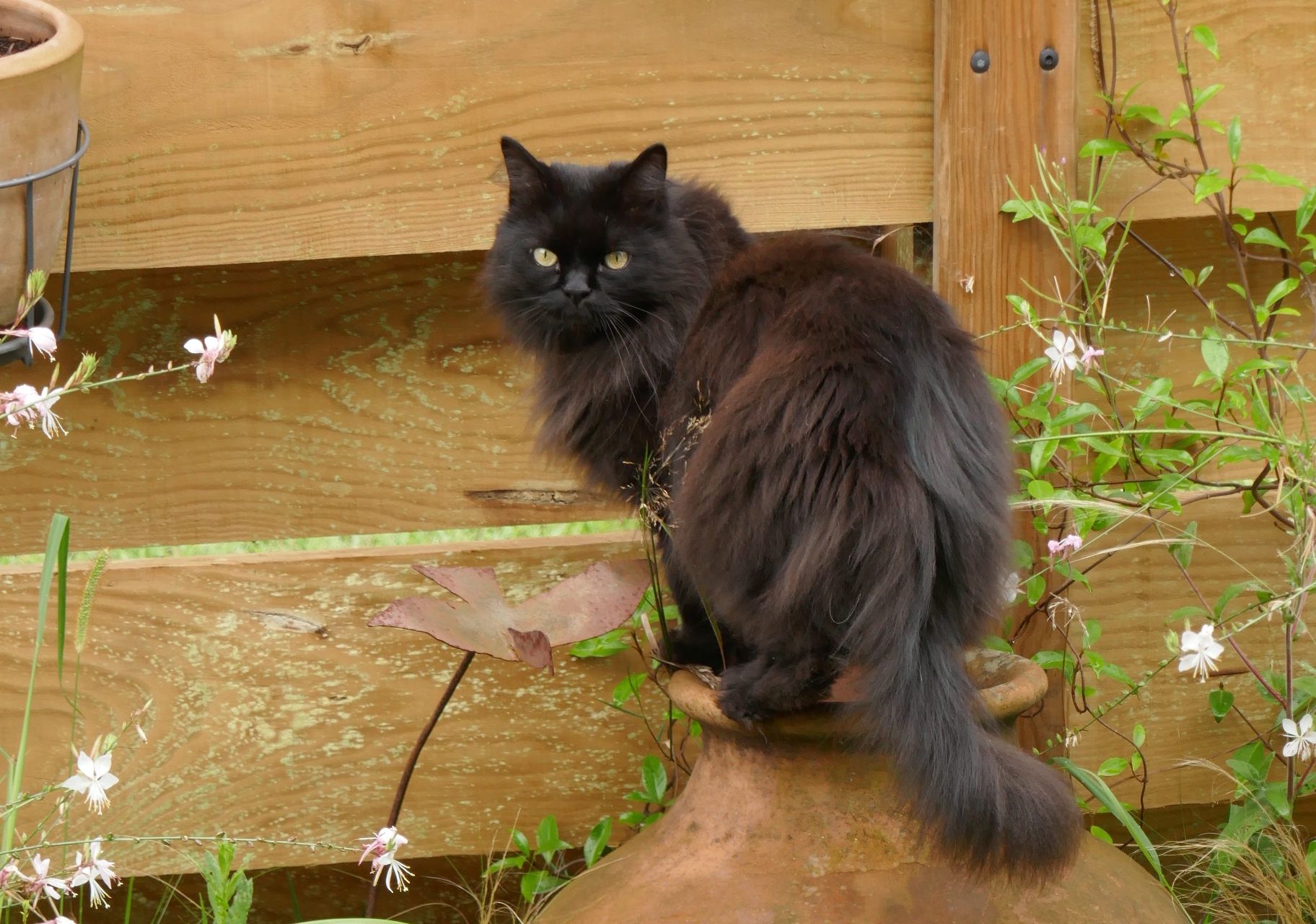chat à robe noire unie et poils longs