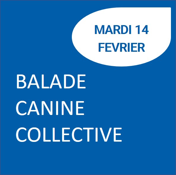 Balades canines collectives