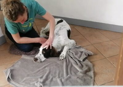 Tinto Massage canin