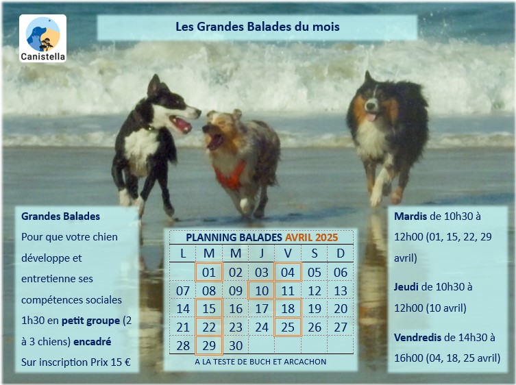 Grandes balades canines sur le Bassin d’Arcachon